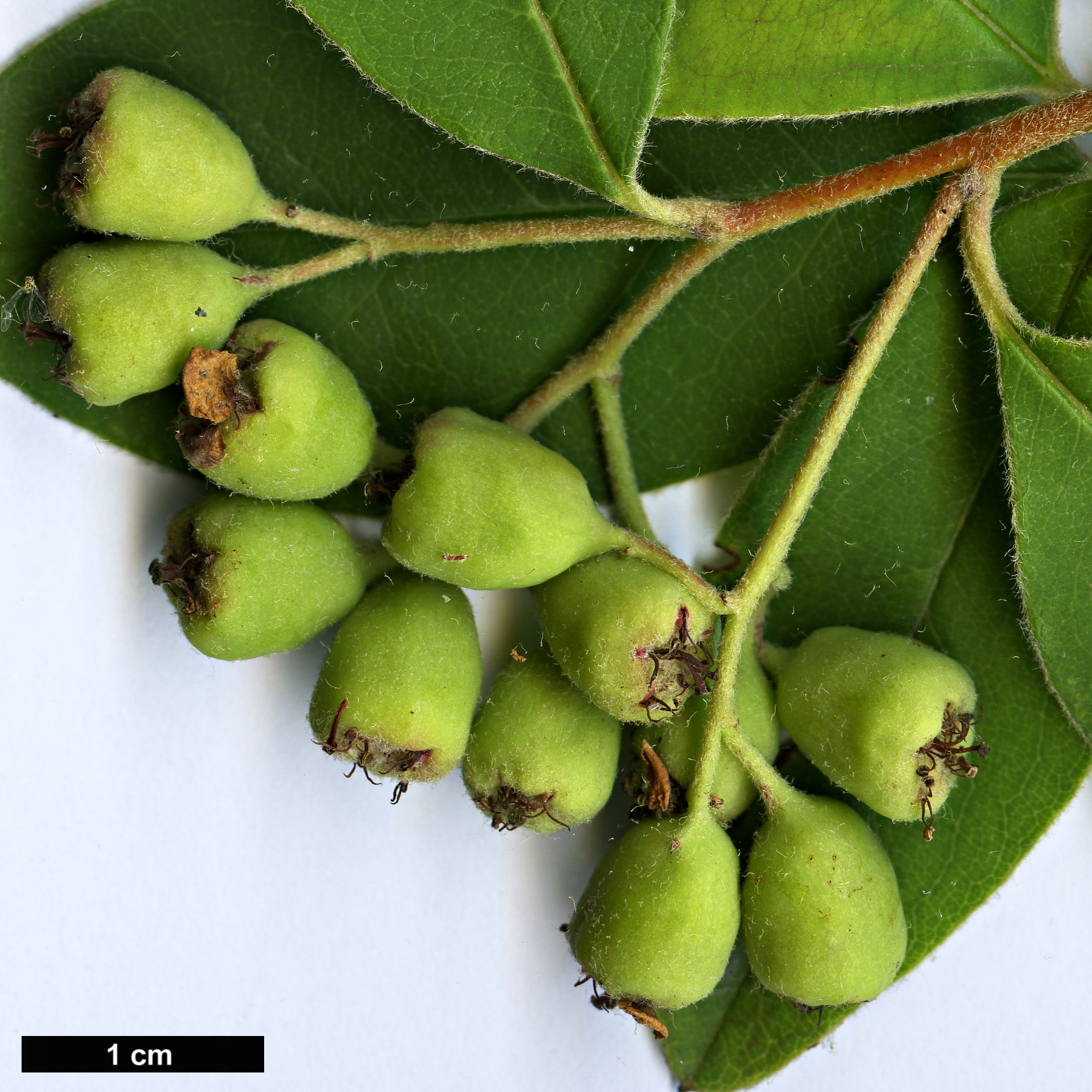 High resolution image: Family: Rosaceae - Genus: Cotoneaster - Taxon: arbusculus